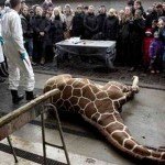 Zoológico de Copenhague causa polémica al matar a joven jirafa y dar sus restos a los leones - Fotos