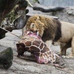 Zoológico de Copenhague causa polémica al matar a joven jirafa y dar sus restos a los leones - Fotos
