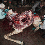 Zoológico de Copenhague causa polémica al matar a joven jirafa y dar sus restos a los leones - Fotos