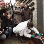Zoológico de Copenhague causa polémica al matar a joven jirafa y dar sus restos a los leones - Fotos