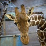 Zoológico de Copenhague causa polémica al matar a joven jirafa y dar sus restos a los leones - Fotos