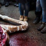 Zoológico de Copenhague causa polémica al matar a joven jirafa y dar sus restos a los leones - Fotos