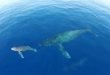 Drones graban a delfines y ballenas emigrando - Ver Vídeo Drones graban a delfines y ballenas emigrando - Ver Vídeo