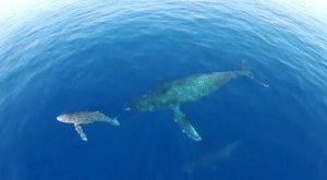 Drones graban a delfines y ballenas emigrando - Ver Vídeo
