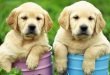 Conoce cuáles son los alimentos más peligrosos para tu perro Conoce cuáles son los alimentos más peligrosos para tu perro