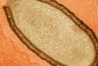 Insólito: Reviven un virus que pasó 30.000 años congelado Reviven un virus que pasó 30.000 años congelado