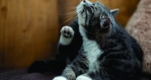 ¿Cómo evitar las garrapatas y pulgas en los gatos?