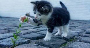 Amor, paciencia y disciplina, las mejores herramientas para educar a un gatito