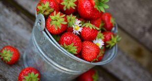 Estados Unidos contempla la idea de imponer aranceles a fresas y pimientos mexicanas